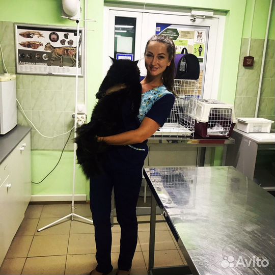 Ветеринарный врач ветврач вызов ветврача