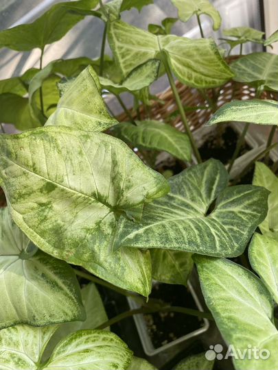 Сингониумы сортовые