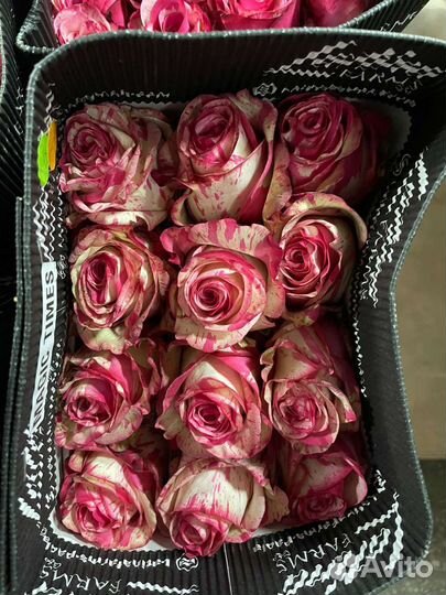 Роза Эквадор 25 роз с доставкой