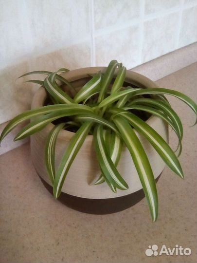 Хлорофиттум