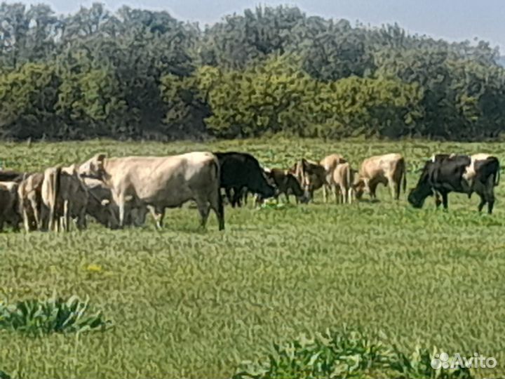 Быки коровы телки бычки