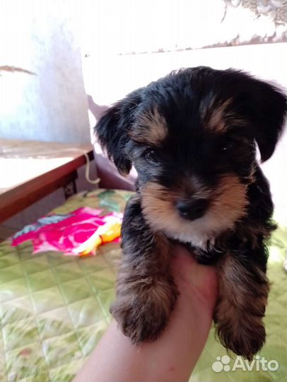 Йоркширский терьер