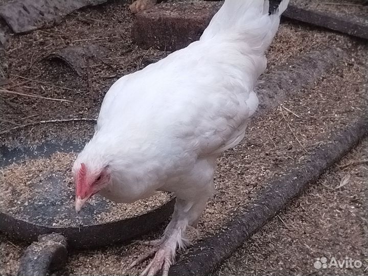 Молодые петушки