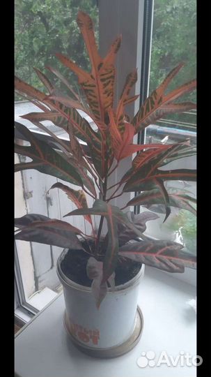 Кротон Кодиеум