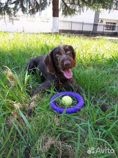 Собака, девочка