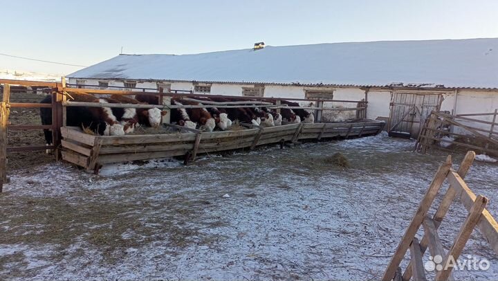 Телки, овечки на племя