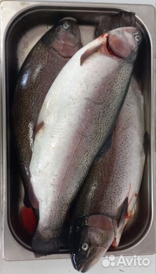 Форель Оптом