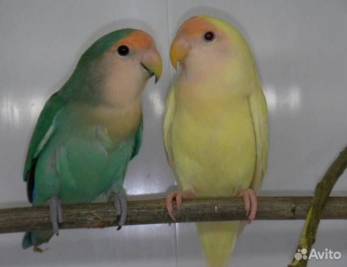 Попугай неразлучники
