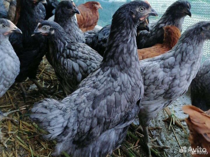 Куры молодки