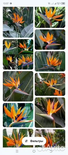 Стрелиция Реджина и Николая