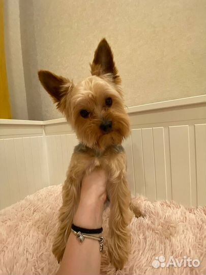 Йоркширский терьер мальчик