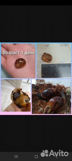 Архахатины Маргината Маргината ф5