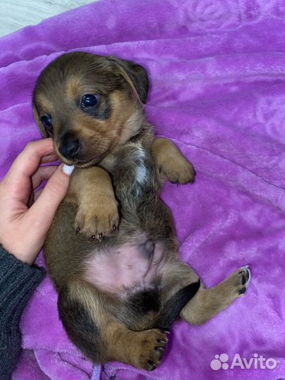 Такса+двоняга