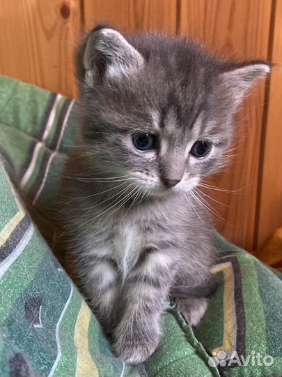 Котята в добрые руки, мальчик и девочка