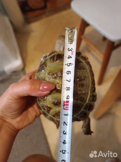 Сухопутная черепаха