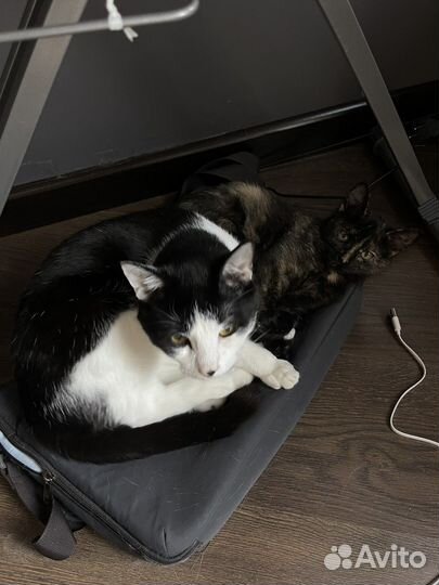 Кошка в дар бесплатно