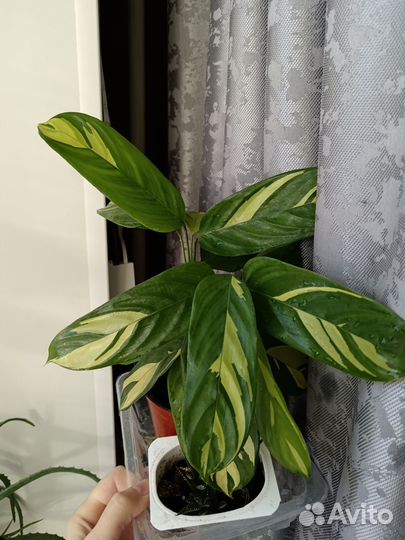 Цветы разные