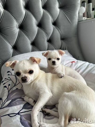 Вязка чихуахуа мальчик