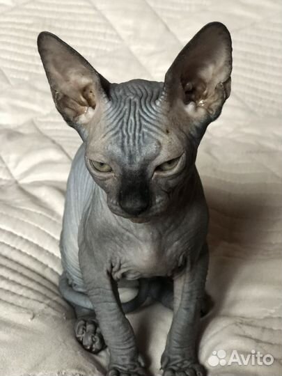 Котенок сфинкс