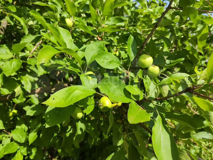 Участок 6 сот. (СНТ, ДНП)