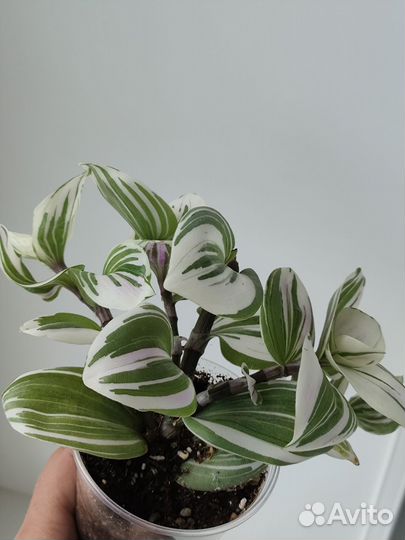 Традесканция белая