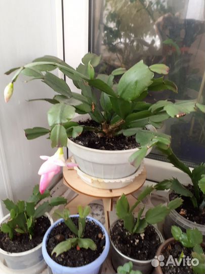 Декабрист шлюмбергера