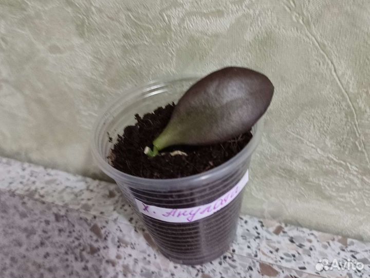 Хойя анулата