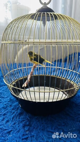 Кенар певчий