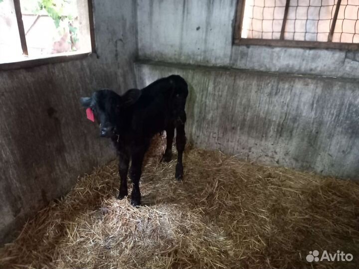 Телята (бычки)