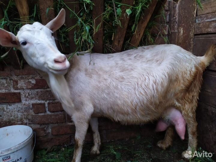 Зааненская дойная коза