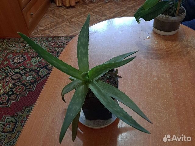 Алоэ, гомеакулькус