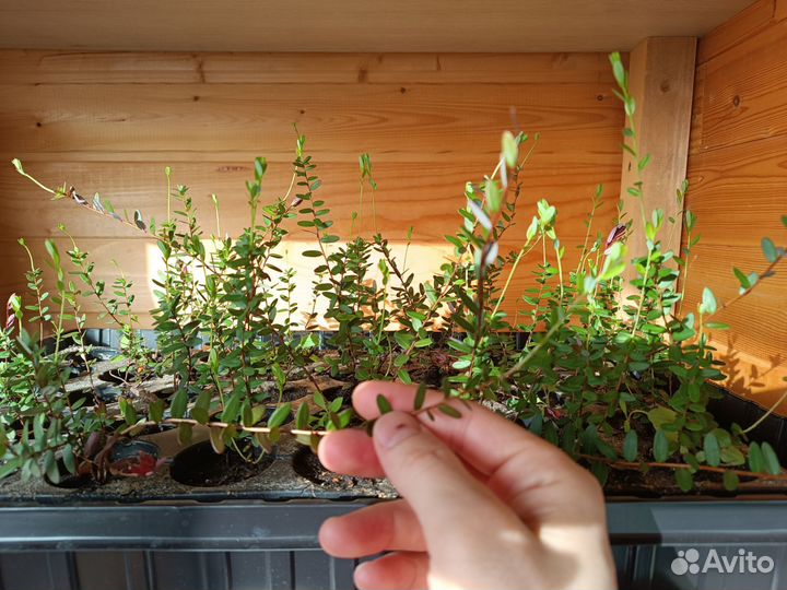 Продам саженцы клюквы крупноплодной