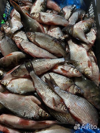 Плотва свежая и с/м