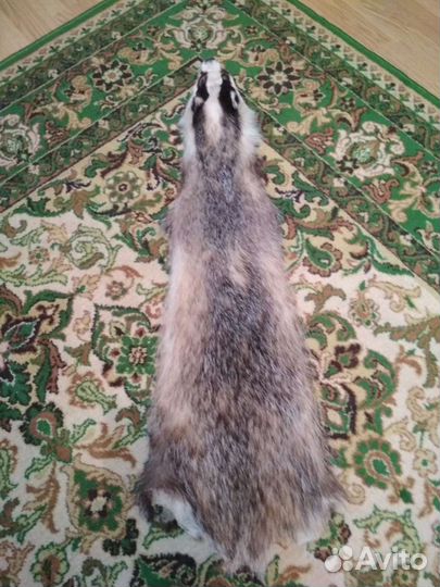 Шкуры барсука