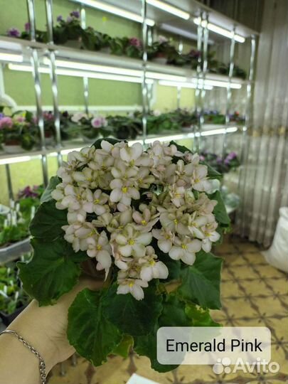 Фиалка. Укоренённый лист