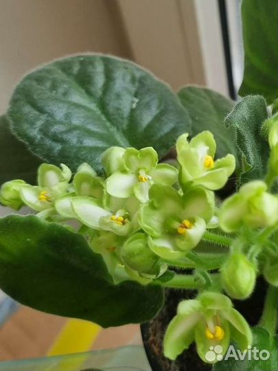 Детка зеленой фиалки 