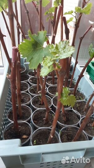 Саженцы винограда