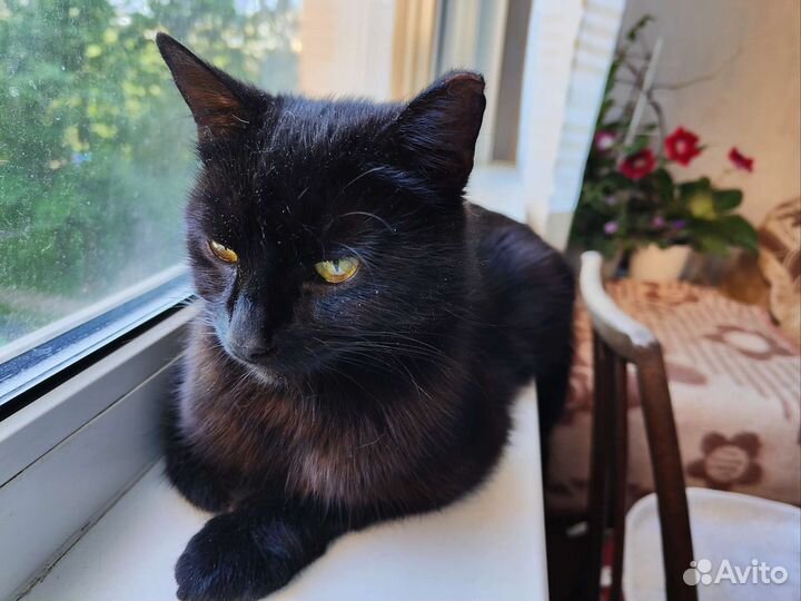 Кошка Чернушка ищет дом