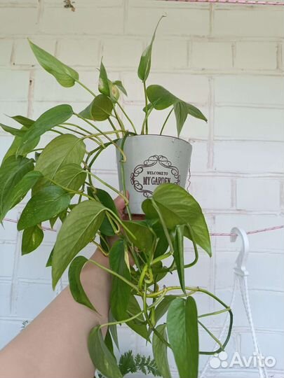 Эпипренум пинатум еллоу