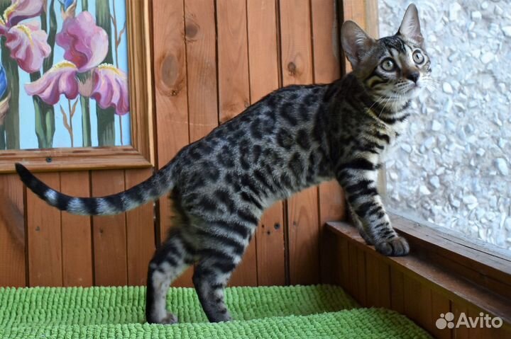 Бенгальский кот