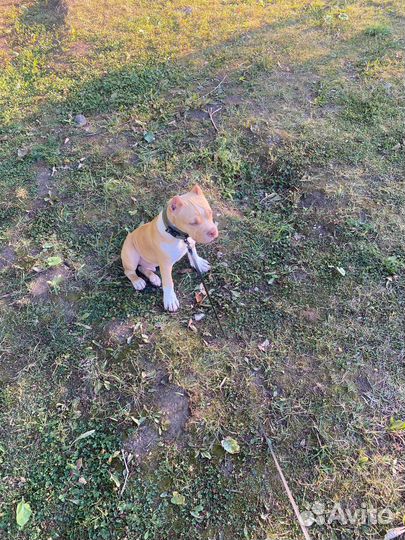 Американский булли покет