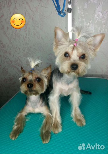 Грумер,стрижка собак, кошек, гигиена, линька