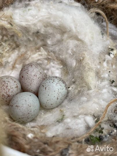 Кенар молодой, учится петь от папы-кенара