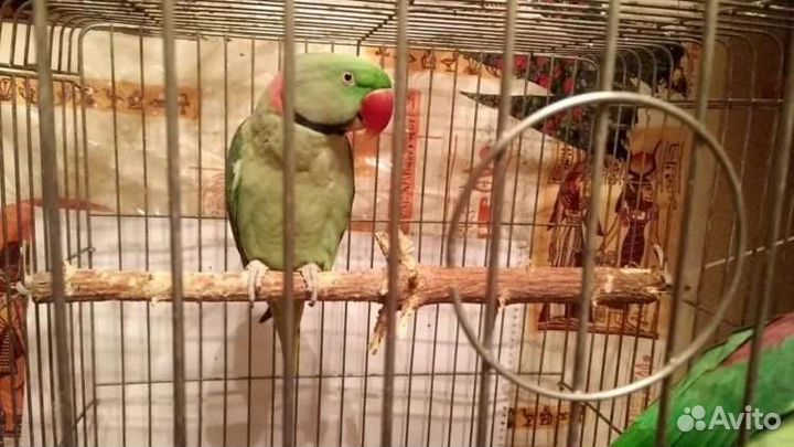 Попугай александрийский и ожереловый