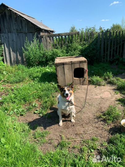 Сторожевая собака