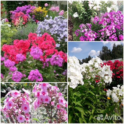 Флоксы много сортов