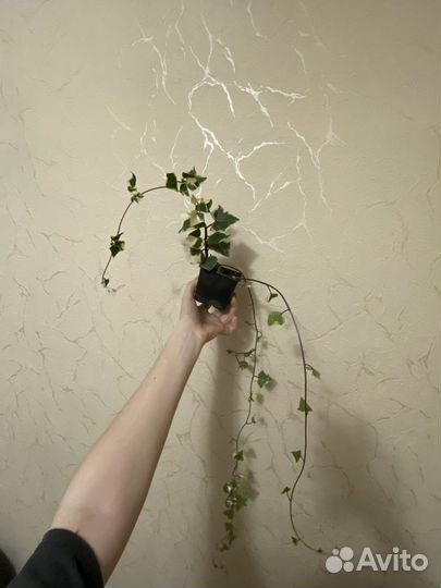 Плющ пестролистный