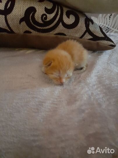 Котенок рыжее счастье