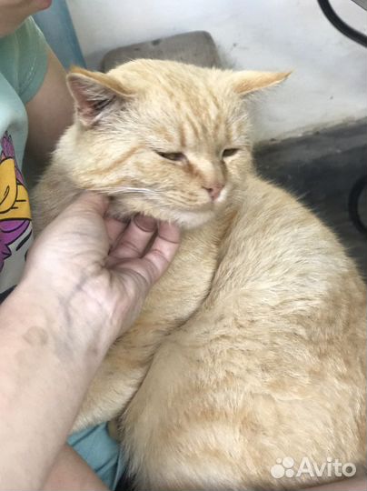 Кот и кошки в добрые руки