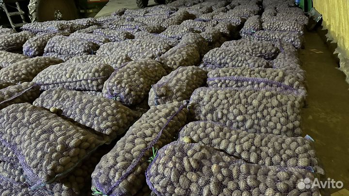 Семенной картофель